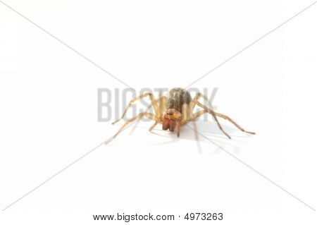 흰색 바탕에 거미 집