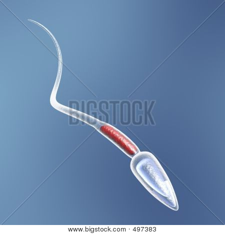 Spermie