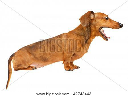 Dachshund dog