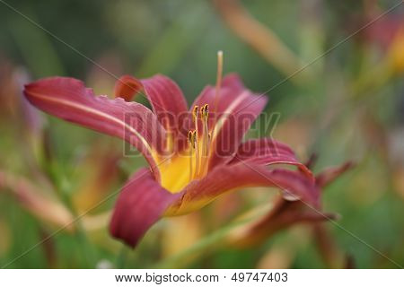 Flower.