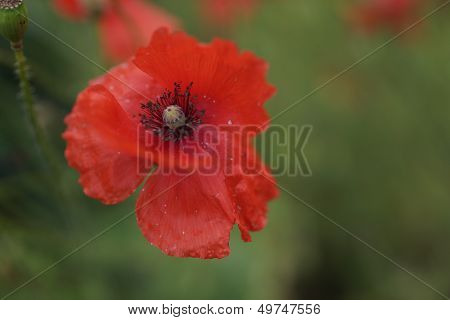 Red Poppy