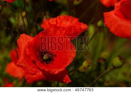 Red Poppy