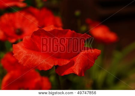 Red Poppy