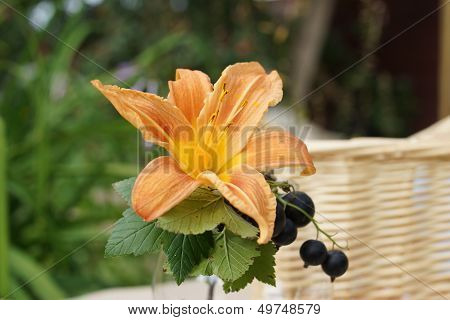 Black Currants On A Branch.