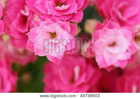 Kalanchoe Flower Blossoms