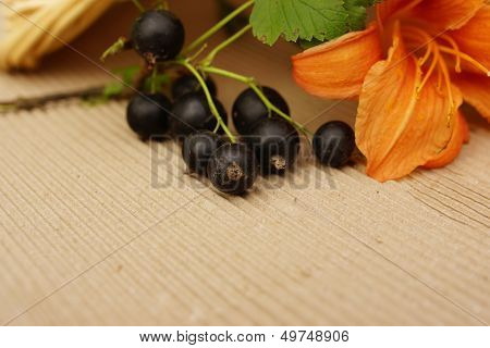 Black Currants On A Branch.