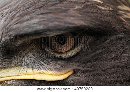Steppe Eagle