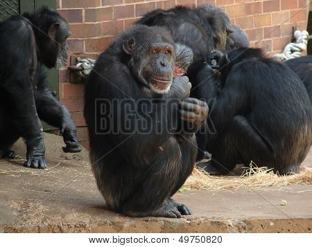 Chimpanzee