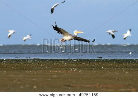 White Pelicans Flying Over The Sea