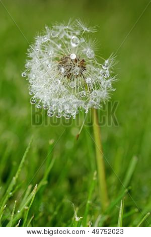 Dandelion In Close