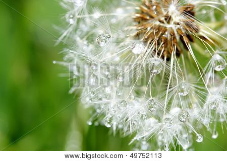 Dandelion In Close With Dew Drops