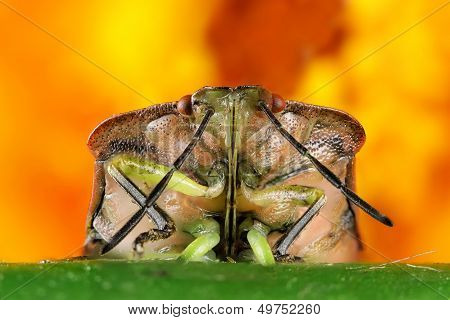 Beetle With A Long Mustache
