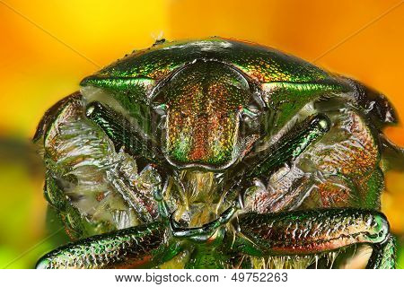 Macro Insects