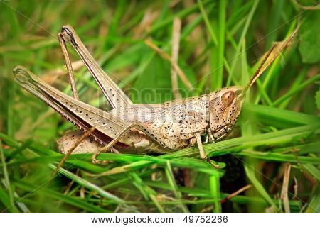 Grasshopper