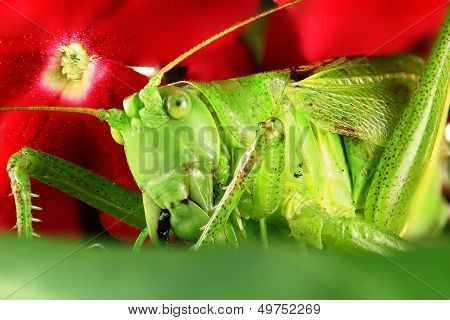 Grasshopper
