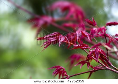 Red Leaves Of The Plant