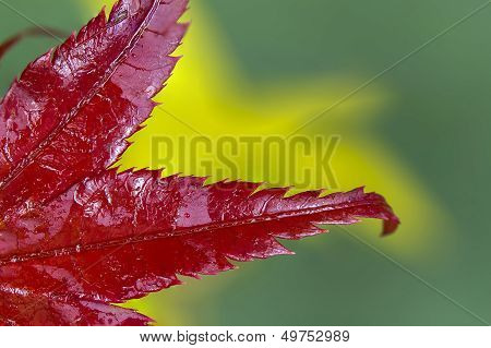 Red Leaf On A Green Background