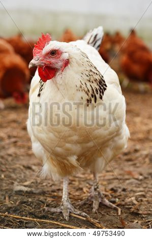 Traditional Free Range Poultry Farming