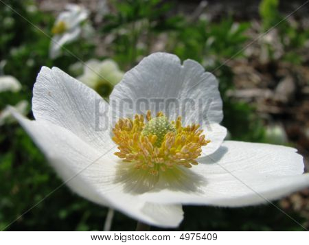 Anemone Flower