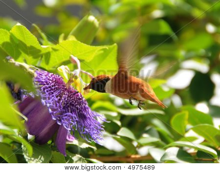 Rufous Hummingbird