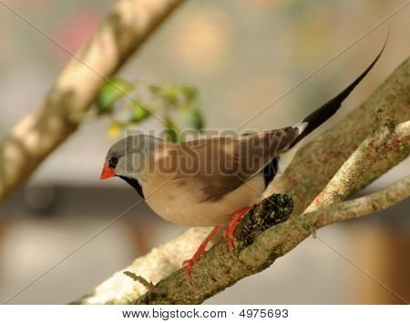 Shafttail Finch