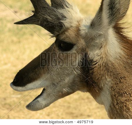 Antilope hautnah