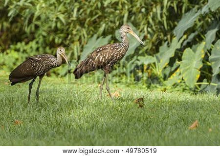 Pair Oflimkin Water Bird