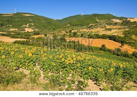 Sunflower field.