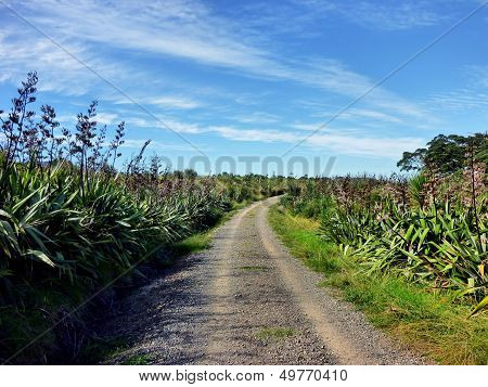 Rugged Road Through Bush Vegetation