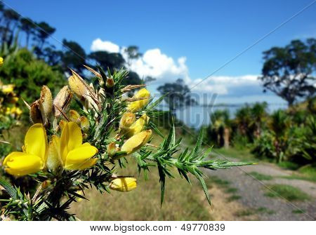 Yellow Blossoms In Front Of A Hiking Path