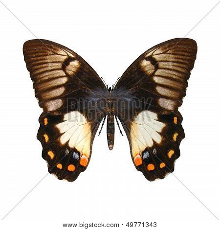 Orchard Swallowtail Butterfly