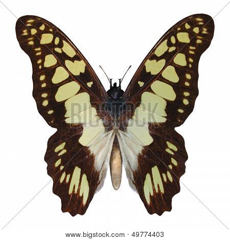 Swallowtail Butterfly