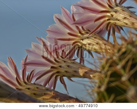 Violet Flowers Of Cactus