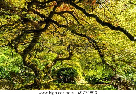Japanese Maple Tree