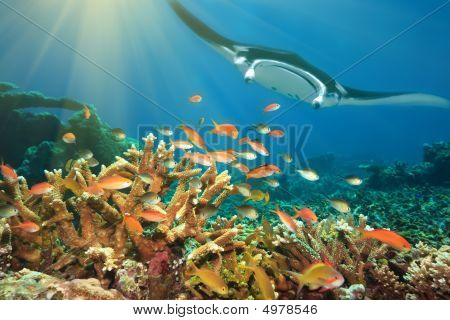 Ryby a Manta Ray