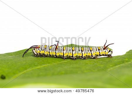 Plain Tiger Caterpillar