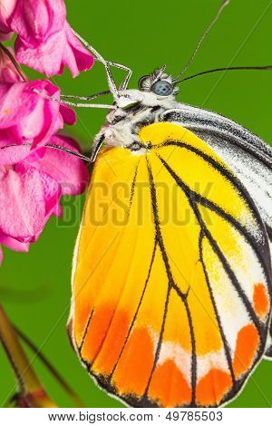 Painted Jezebel Butterfly