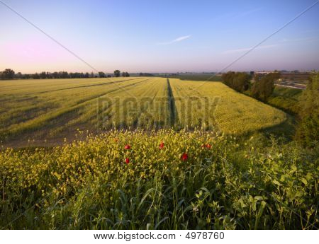 Verkrachting veld In de Mornig