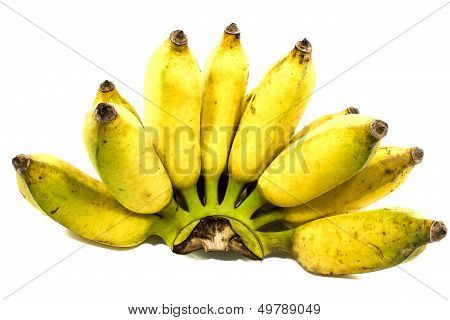 Cultivated Banana ,kluai Namwa