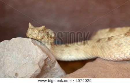 Viper Snake