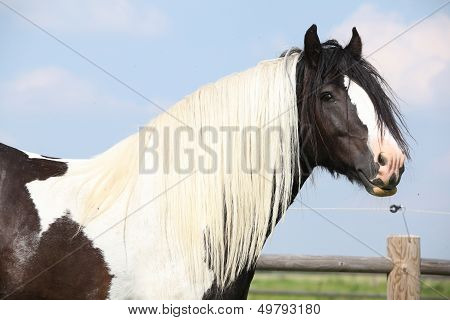 Gorgeous Irish Cob Stallion With Long Mane