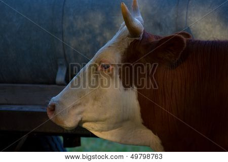 Cow portrait