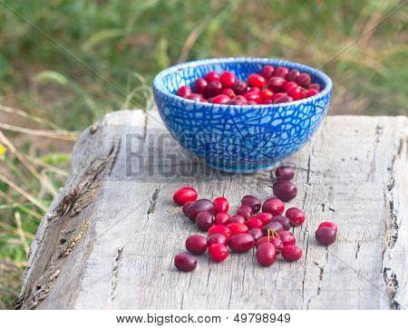 Blue Full  Plate Cornelian Cherries