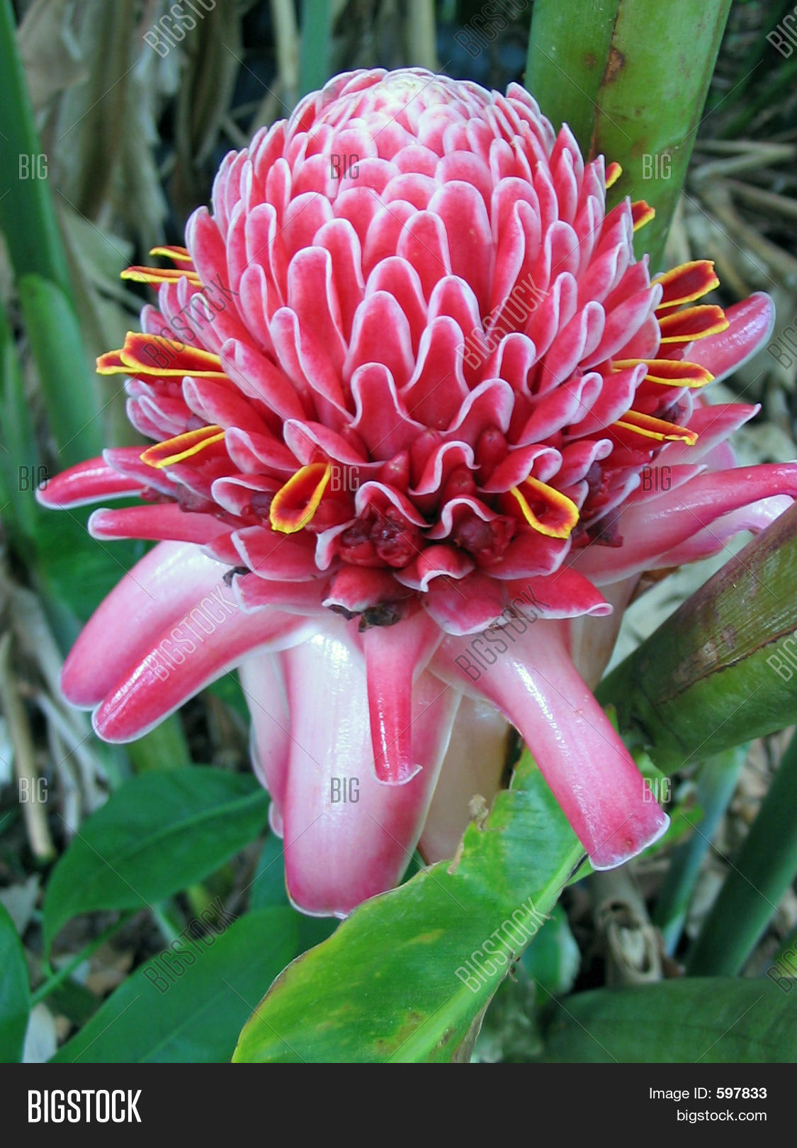 Torch Ginger Image & Photo (Free Trial) Bigstock