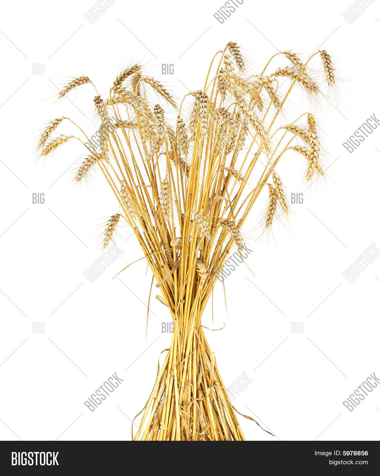 Wheat Sheaf Image & Photo (Free Trial) Bigstock