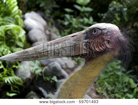 Bird with cool stile