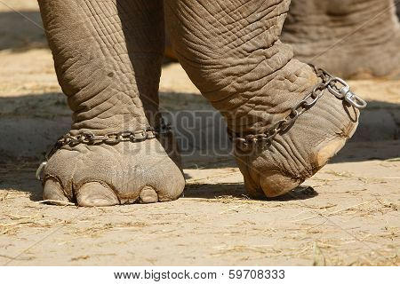 Elephant Foot