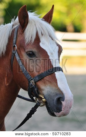 Head Of Brown Horse