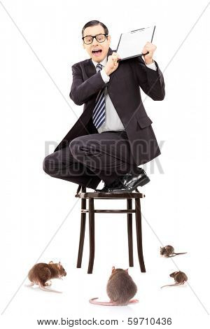 Terrified businessman standing on chair defending himself from rat invasion isolated on white background
