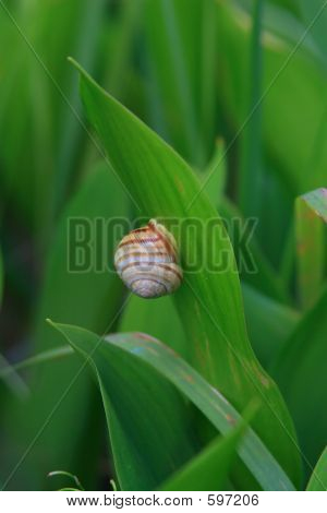 Caracol na folha de lírio do vale